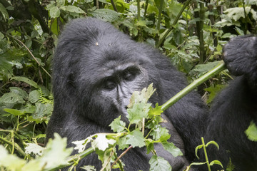 Silverback mountain gorilla, Bwindi Impenetrable Forest National Park, Uganda