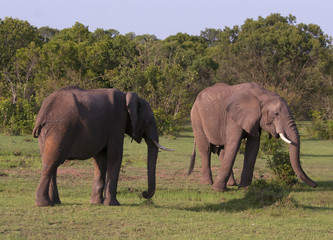 two elephants