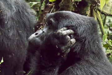 Obraz premium Profile of female mountain gorilla, Bwindi Impenetrable Forest National Park, Uganda