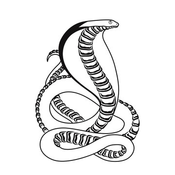 Clean lines doodle design of Cobra snake for adult anti stress coloring book. Zenart design beautiful doodles