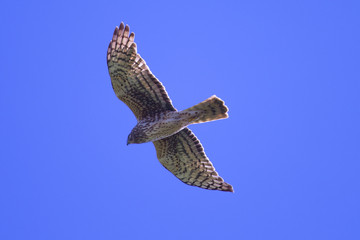 Hen harrier, seen in the wild near the San Francisco Bay