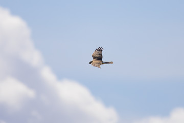 Hen harrier in the cloudy sky, seen in the wild near the San Francisco Bay