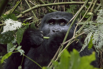 Female mountain gorilla eating, Bwindi Impenetrable Forest National Park, Uganda