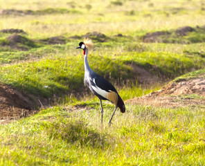 Crowned crane