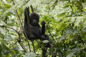 Baby gorilla handing in tree, Bwindi Impenetrable Forest National Park, Uganda