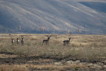 Pronghorn Antelope in Rut