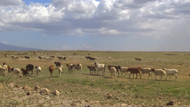 Стада домашних животных племени Масаи. Увлекательное сафари - путешествие по африканской саванне. Танзания.