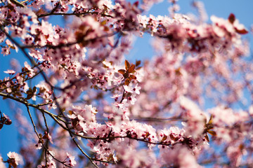 cherry blossom in spring