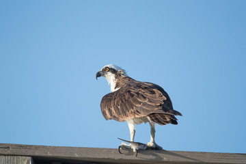 Osprey, —also called Fish eagle, Sea hawk, River hawk, and fish hawk—is a diurnal, fish-eating bird of prey. 