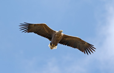 White Tailed Eagle looking out for prey flying in the sky in the Delta of the Volga River, Russia