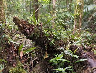 Trees and plants in the Monteverde Cloud Forest Reserve, Costa Rica