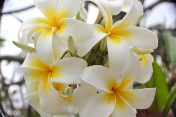 Frangipani