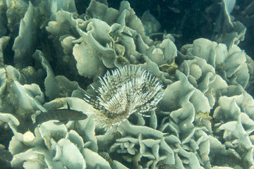 Close up of a colourful underwater Tube worm