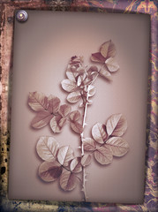 Old fashioned background with symbolic plant