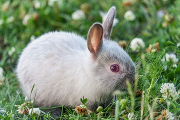 Little rabbit walking on grass