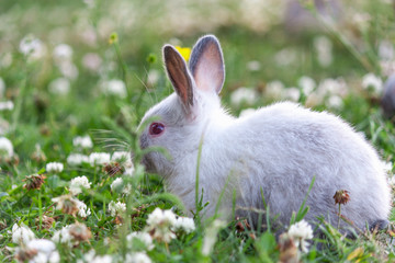 Little rabbit walking on grass