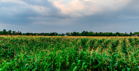 The  Corn farm in Thailand