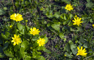 the yellow Flowers -Background with the Flowers