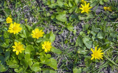 Soft-focus close-up of yellow flowers 