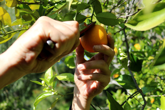 Hombre recolectando naranjas en un campo