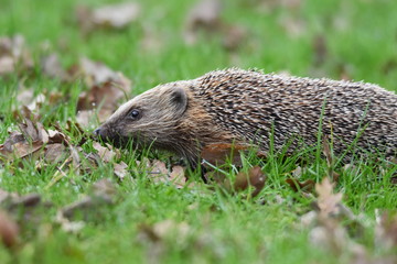 Hedgehog