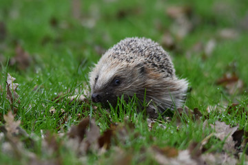 Hedgehog