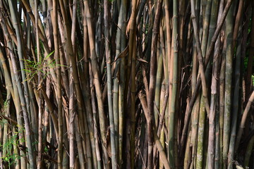 Obraz premium green bamboo trees.brown and green trunks of bamboo forest.