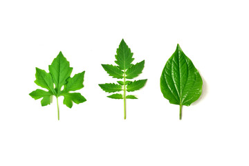 fresh leaves isolated on a white background