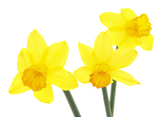 Obraz na płótnie Canvas Yellow daffodils.