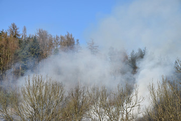 The fire of dry grass next to the forest, rising smoke