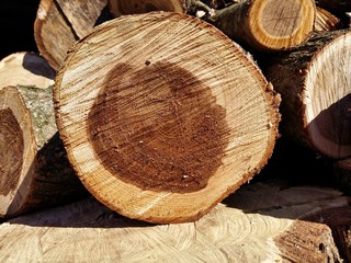 macro oak, cut wood texture