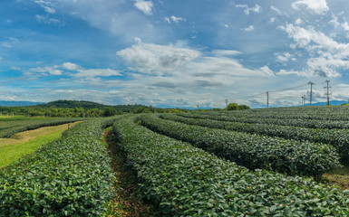 Fototapeta na wymiar Tea Plantation Farm Bunrod panoramic of chiang Rai,Thailand