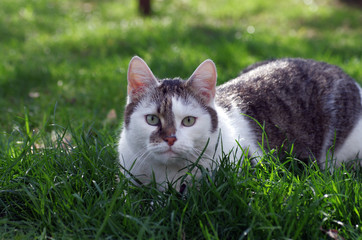 Die Hauskatze sitzt im Garten im grünem Gras