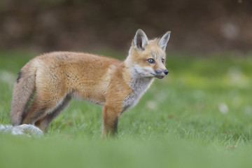 Naklejka na ściany i meble Red fox pup with prey