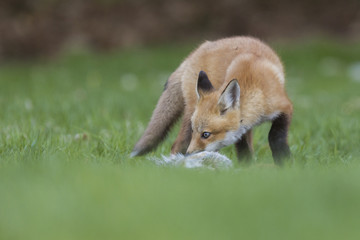Red fox pup with prey