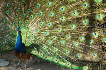 Fototapeta premium peacock