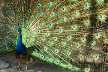 Fotobehang peacock © RPA_studio