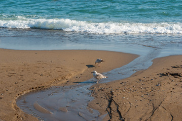 Two sea gulls searching for some food on a Black Sea wild beach on at spring season