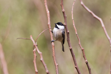 Chickadee on Tree