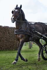 Horse running in a driving trail