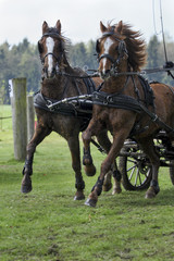 Two horses before a carrige
