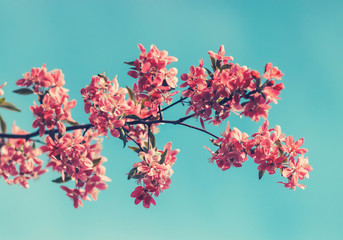 Beautiful Cherry blossoms against the sky. Abstract natural background. Selective focus,copy space, toned