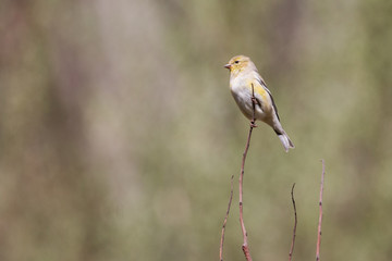 Goldfinch