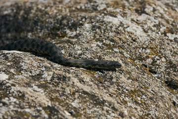 Close up of Big european Non venomous adder snake basking on a mountain road on a sunny warm spring...