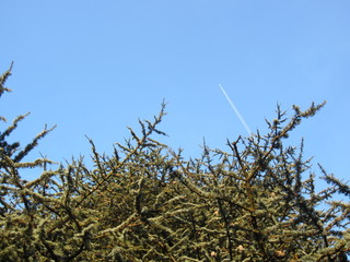Treetop with a plane