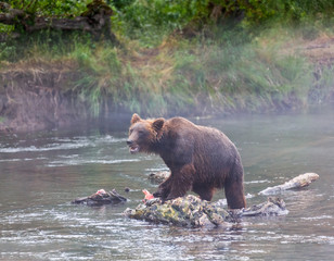 Kamchatka brown bear catches fish in the creek near the lake Dvukhyurtochnoe - Kamchatka, Russia