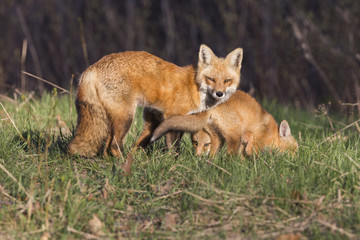 Red fox pups in spring