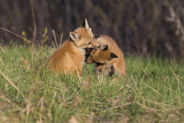 Red fox pups in spring