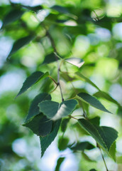 Birch highlighted by sun - immaculate, spring landscape