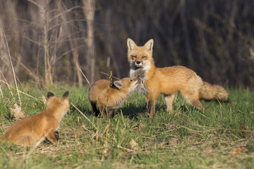 Naklejka na ściany i meble Red fox pups in spring